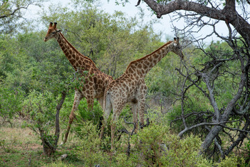 Girafe, Giraffa Camelopardalis, Parc national Kruger, Afrique du Sud