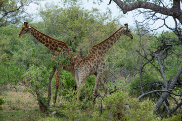 Girafe, Giraffa Camelopardalis, Parc national Kruger, Afrique du Sud