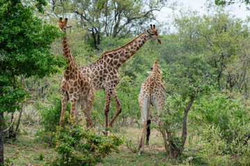 Fototapeta premium Girafe, Giraffa Camelopardalis, Parc national Kruger, Afrique du Sud