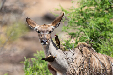 Piqueboeuf à bec rouge, Red billed Oxpecker, Buphagus erythrorhynchus, Grand koudou, Tragelaphus strepsiceros, femelle, Parc national Kruger, Afrique du Sud