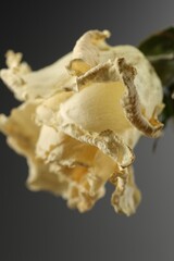 Still life of a bouquet of dried flowers on a wooden table. Place for text or advertising. View from above