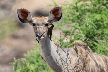 Piqueboeuf à bec rouge, Red billed Oxpecker, Buphagus erythrorhynchus, Grand koudou, Tragelaphus strepsiceros, femelle, Parc national Kruger, Afrique du Sud