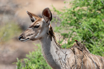 Piqueboeuf à bec rouge, Red billed Oxpecker, Buphagus erythrorhynchus, Grand koudou, Tragelaphus strepsiceros, femelle, Parc national Kruger, Afrique du Sud