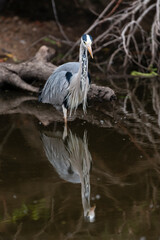 Héron cendré, Ardea cinerea, Grey Heron