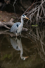 Héron cendré, Ardea cinerea, Grey Heron