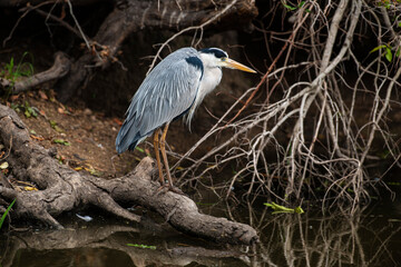 Héron cendré, Ardea cinerea, Grey Heron
