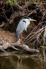 Héron cendré, Ardea cinerea, Grey Heron