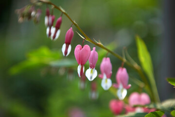 Few flower conehead spring flower
