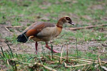 Ouette d'Égypte,.Alopochen aegyptiaca, Egyptian Goose, Parc national Kruger, Afrique du Sud
