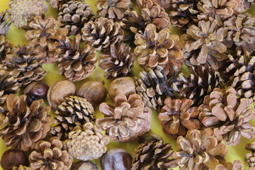 Obraz premium Dry pine cones walnuts chestnut on a yellow background