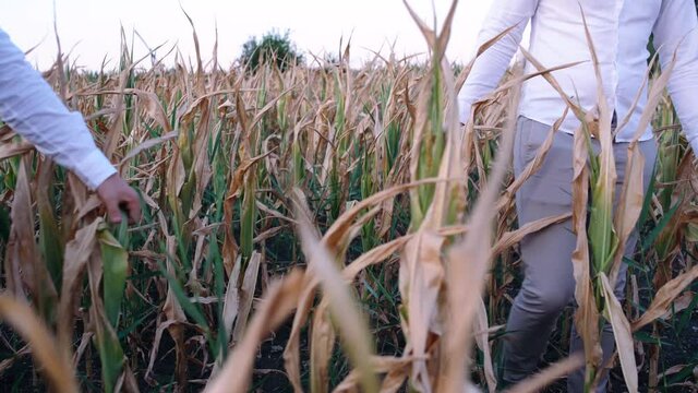 Crop frame with tomorrow and the feet of two farmers walking through a cornfield severely affected by drought. Drought 2020.
