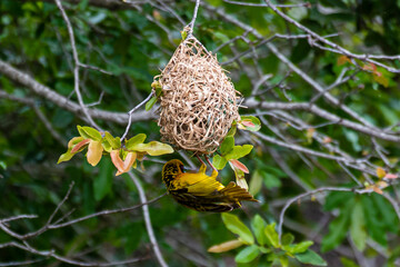 Tisserin interm&eacute;diaire,
Ploceus intermedius, Lesser Masked Weaver