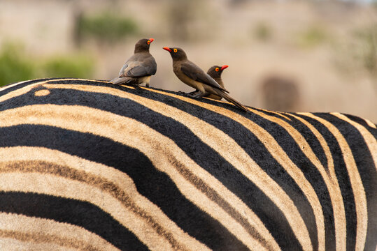 Piqueboeuf &agrave; bec rouge, Red billed Oxpecker, Buphagus erythrorhynchus, Z&egrave;bre de Burchell, Equus quagga burchelli, Parc national Kruger, Afrique du Sud