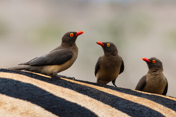 Piqueboeuf à bec rouge, Red billed Oxpecker, Buphagus erythrorhynchus, Zèbre de Burchell, Equus quagga burchelli, Parc national Kruger, Afrique du Sud