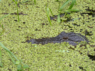 Obraz premium American Alligator (Alligator mississippiensis) In duckweed in Myakka River State Park in Sarasota Florida USA