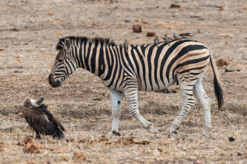 Piqueboeuf à bec rouge, Red billed Oxpecker, Buphagus erythrorhynchus, Zèbre de Burchell, Equus quagga burchelli, Parc national Kruger, Afrique du Sud