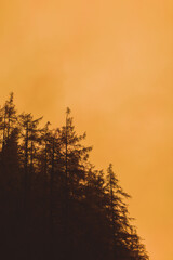 Orange Sunset Through the forest trees on mountains. copy space