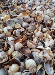shells background
