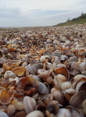 seashells on the beach
