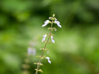 Flower of Mexican mint or Indian borage
