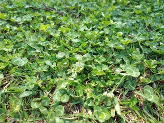 clovers in the garden