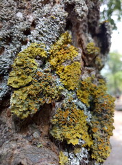 moss on tree