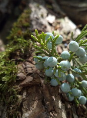 green moss on the tree