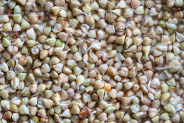 Sprouted and a very useful green buckwheat grains. Healthy food. Fresh green buckwheat sprouts background