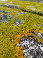 moss on stone