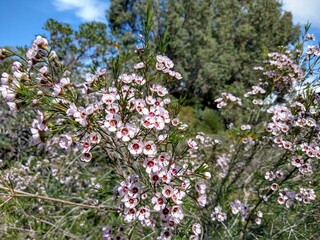 Fototapeta premium flowers in the garden