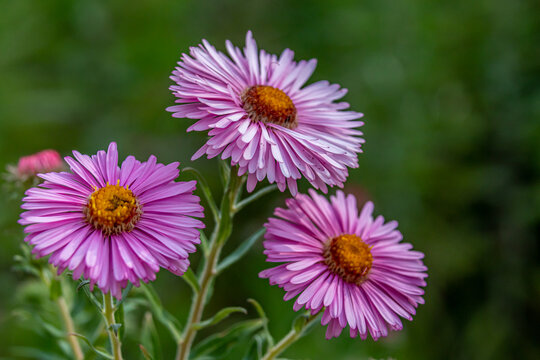 three violet daisies