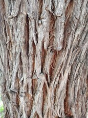 Obraz premium bark of a tree