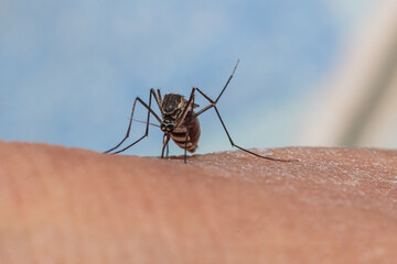 Aedes mosquitoes that are about to suck blood on human skin, macro photography.
