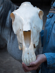 Vertical view of a horse skull hold by vet and andalusian mare in the background.