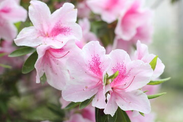 Close up of beautiful and fresh pink and white rhododendron flowers wallpaper background, Soft Focus