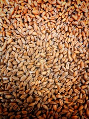 A pile of wheat grains