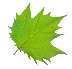 green leaf of mapple veins isolated in white for background