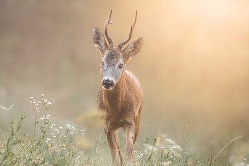 deer in the grass - 378149110