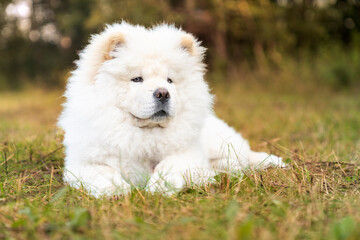 Leżący, biały pies rasy chow-chow