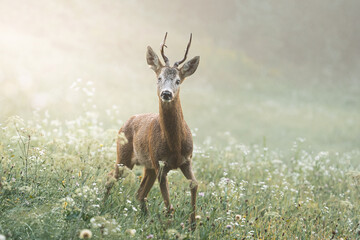 deer in the grass - 378149194