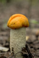 An edible mushroom with a red cap grows in the forest in the grass