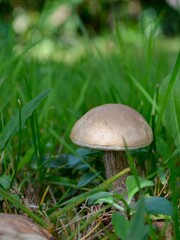 Edible mushrooms grow in the grass in the forest