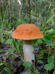An edible mushroom with a red cap grows in the forest in the grass