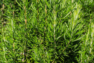 Fototapeta premium Fresh green Rosemary Herb grow in garden