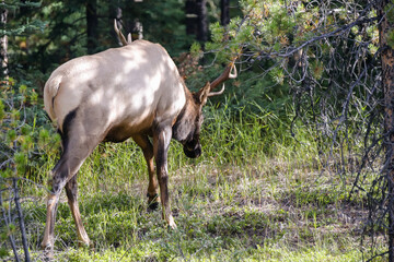 Naklejka na ściany i meble An elk feeding along the highway in Jasper National Park