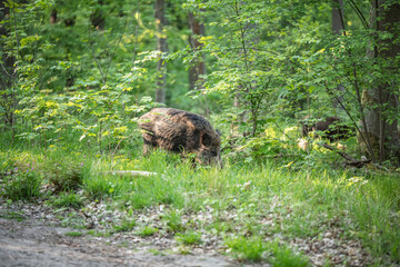 Wildschwein