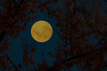 Naklejka na ściany i meble Full moon in the night with silhouette tree.