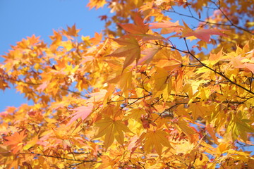 Beautiful and cute golden maple leaves against blue sky, wallpaper background, Karuizawa, Japan, Asia