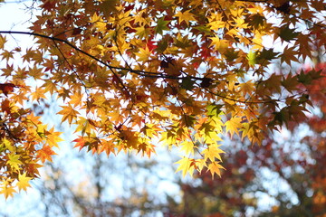 Beautiful and cute little golden maple leaves are shining with sunlight, wallpaper background, soft focus, Karuizawa, Japan, Asia