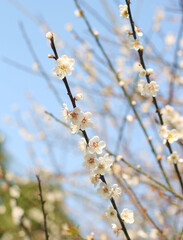 Beautiful and cute white plum blossom flowers  against blue sky, wallpaper background, soft focus